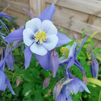 Rocky Mountain Columbine Seeds
