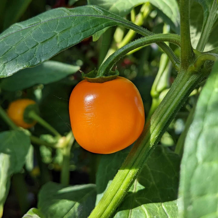 Rocoto Pepper Seeds  - Vegetable Plant