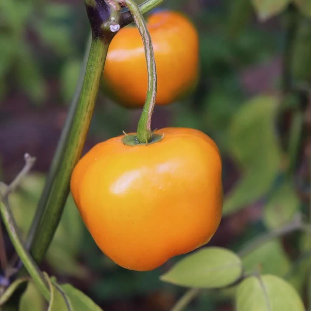 Rocoto Pepper Seeds  - Vegetable Plant