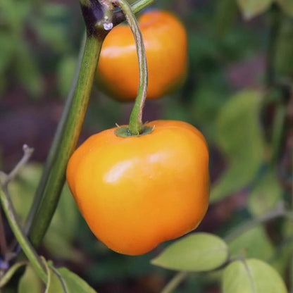 Rocoto Pepper Seeds  - Vegetable Plant
