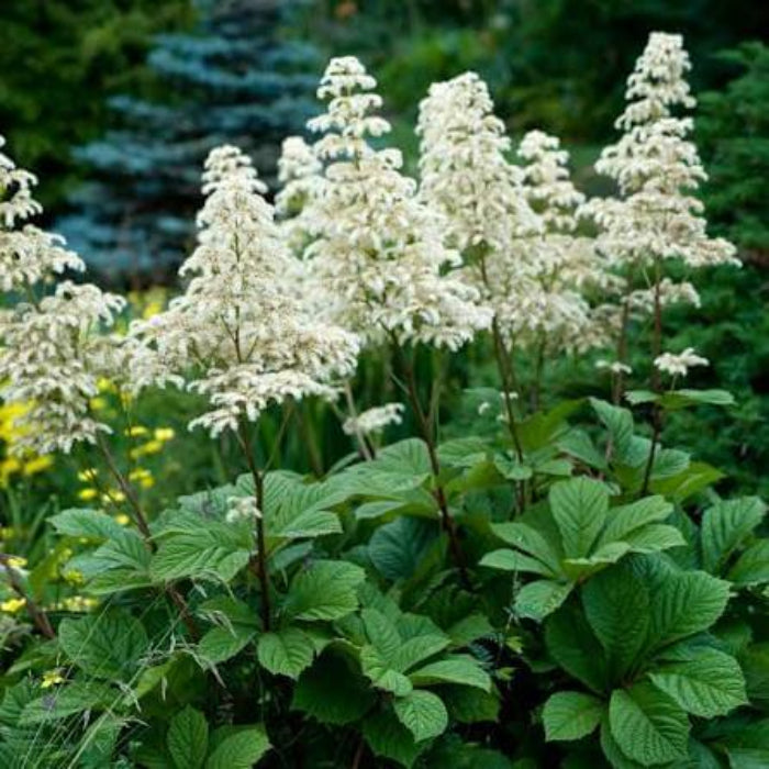 Rodgersia Seeds - Ornamental Plant for Home Gardens
