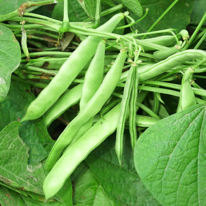 Roma Italian Green Bean seeds