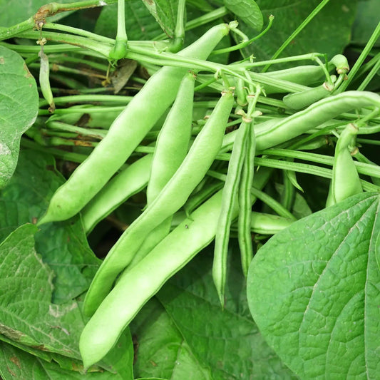 Roma Italian Green Bean seeds