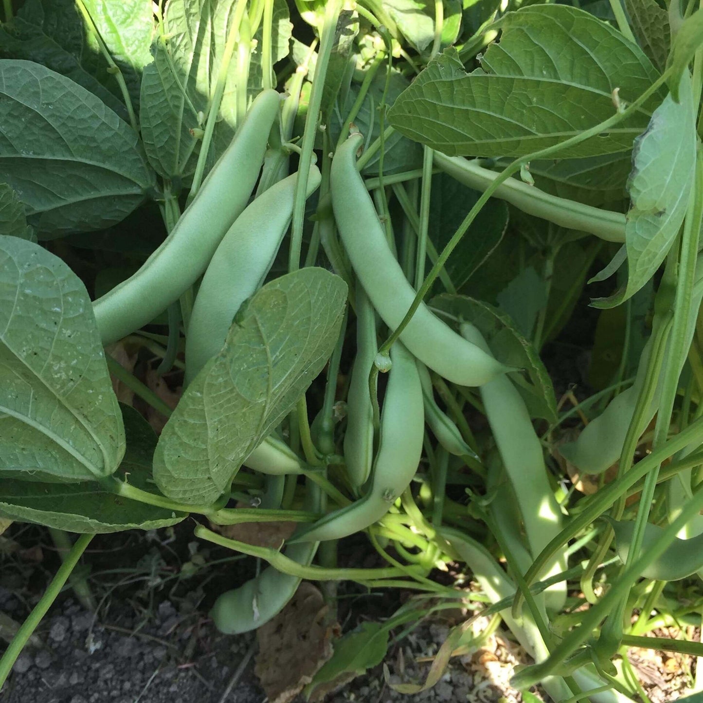 Roma Italian Green Bean seeds