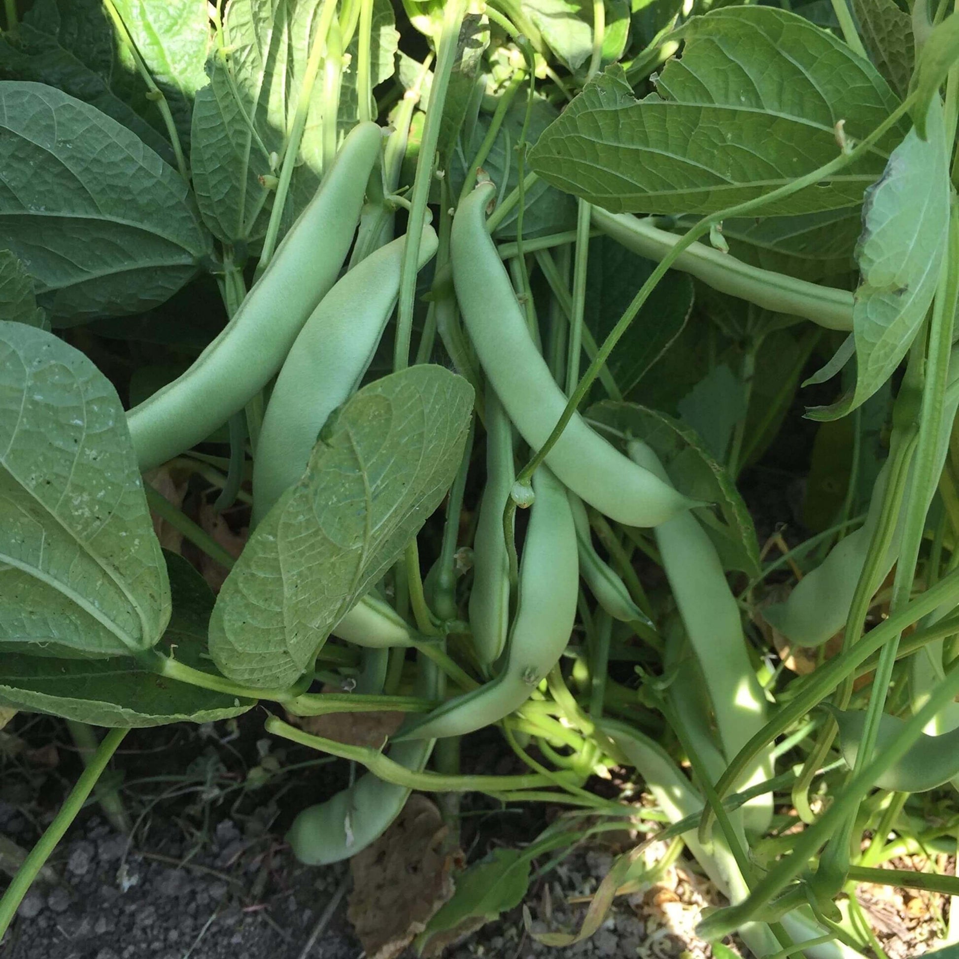 Roma Italian Green Bean seeds