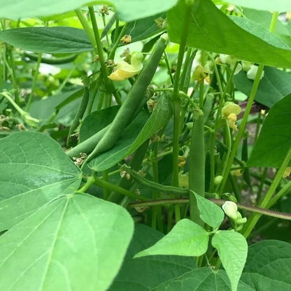 Roma Italian Green Bean seeds