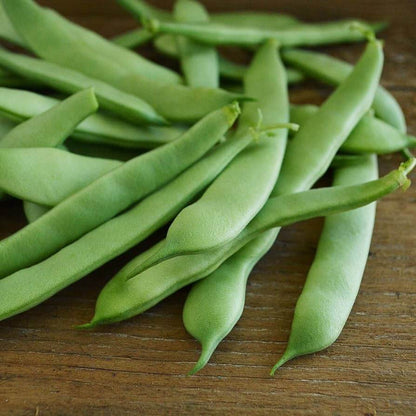 Roma Italian Green Bean seeds