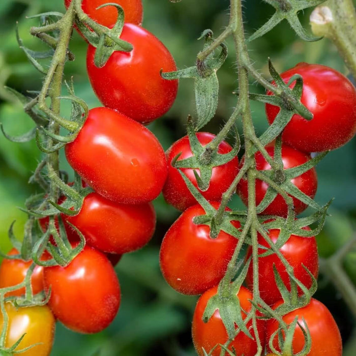 Roma tomato seeds - Vegetable Plant
