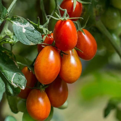 Roma tomato seeds - Vegetable Plant
