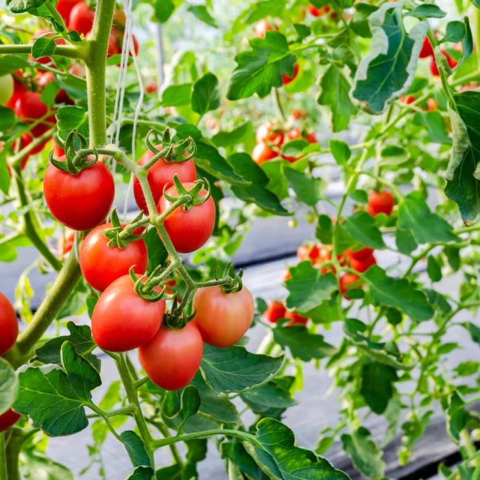 Roma tomato seeds - Vegetable Plant