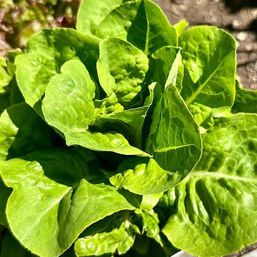 Romaine Lettuce Seeds