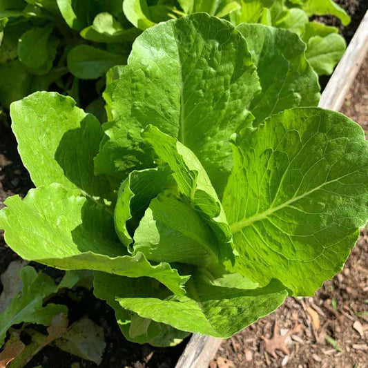 Romaine Lettuce Seeds
