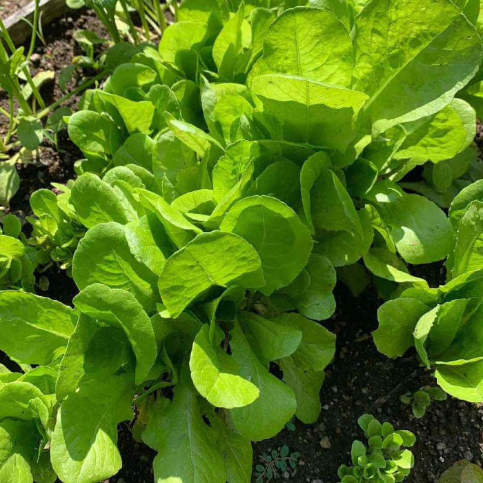 Romaine Lettuce Seeds