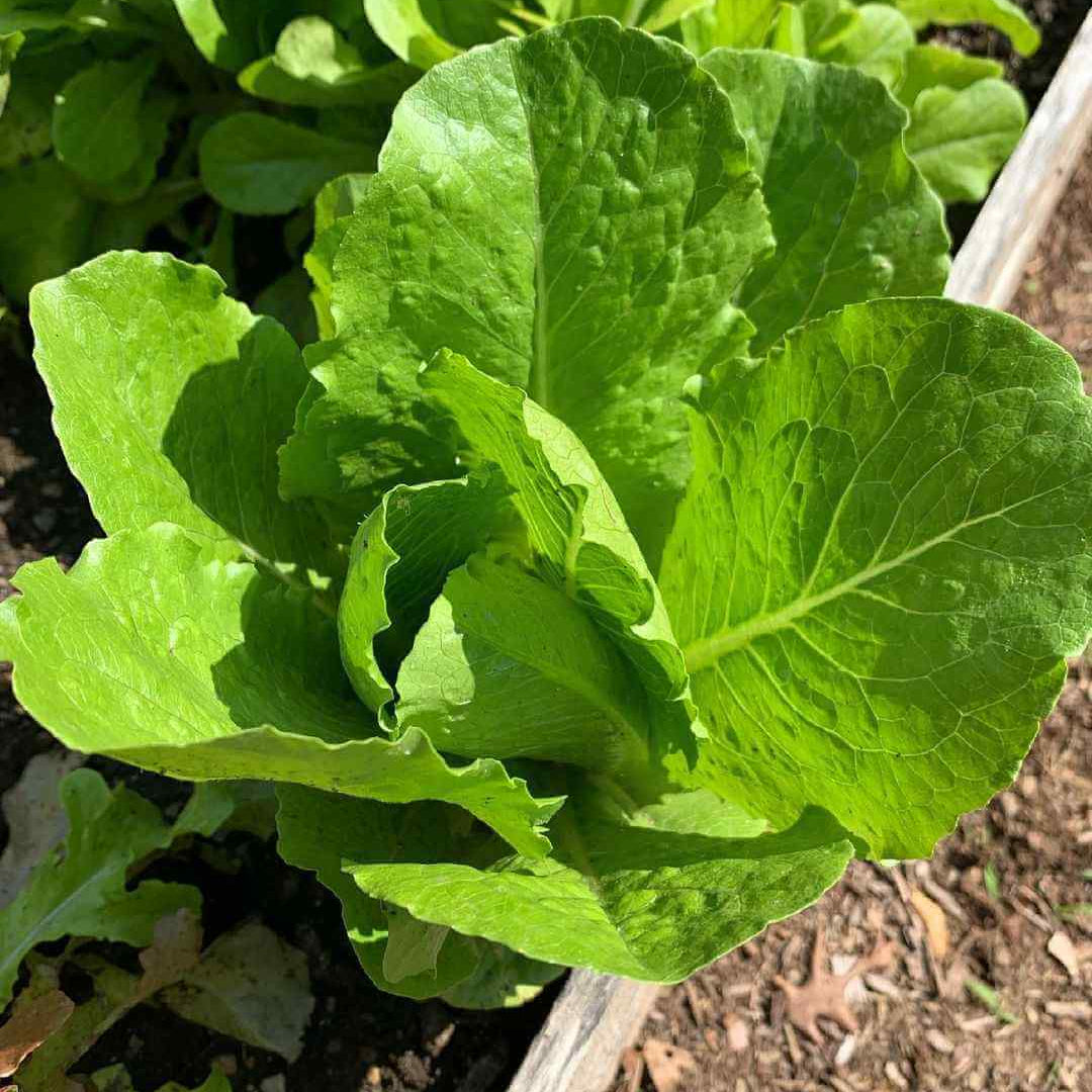 Romaine lettuce seeds - Vegetable Plant