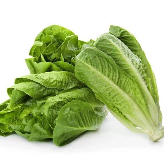 Romaine lettuce seeds - Vegetable Plant
