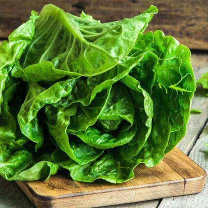 Romaine lettuce seeds - Vegetable Plant