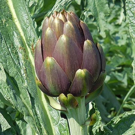Roman Artichoke Seeds - Heirloom Vegetable Plant for Home Gardens