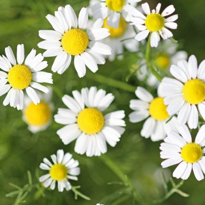 Roman Chamomile Seeds - Herbal Plant