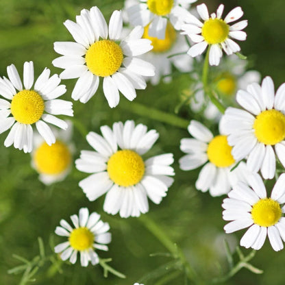 Roman Chamomile Seeds - Herbal Plant