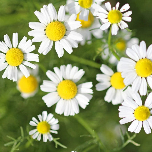 Roman Chamomile Seeds - Herbal Plant