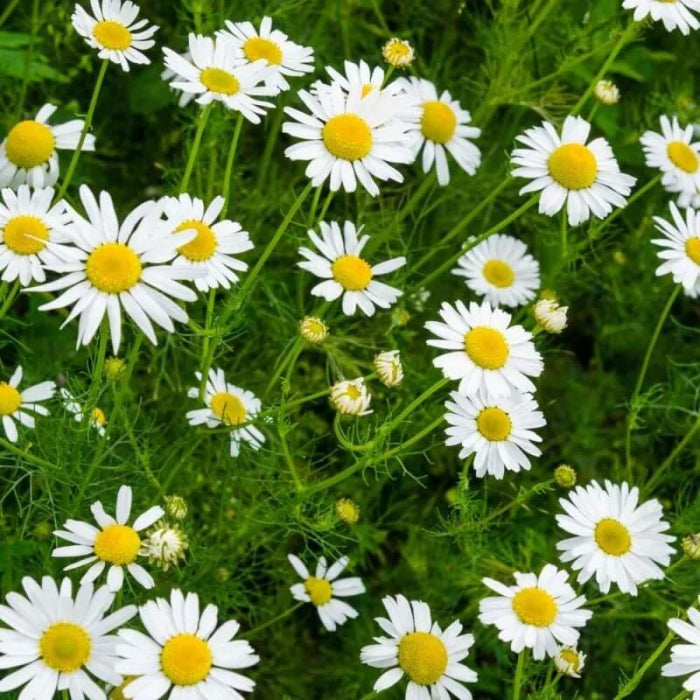 Roman Chamomile Seeds - Herbal Plant