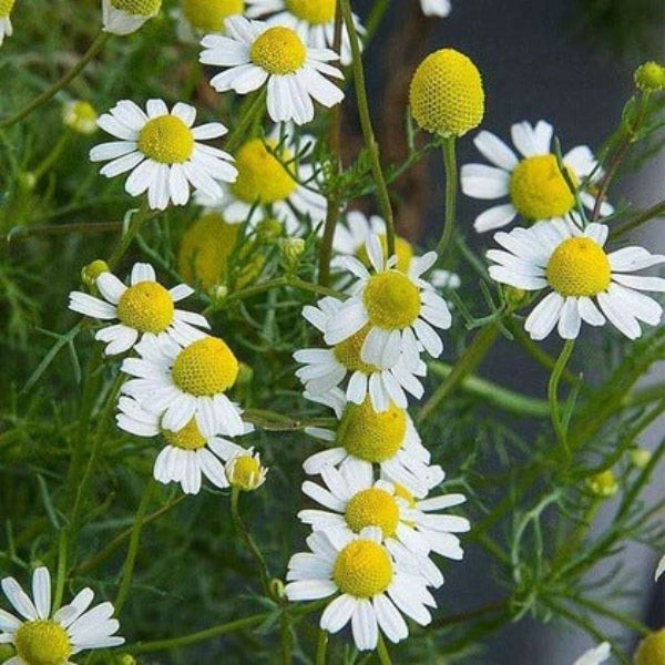Roman Chamomile Seeds - Herbal Plant