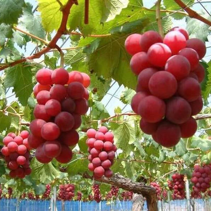 Roman Grapes Seeds