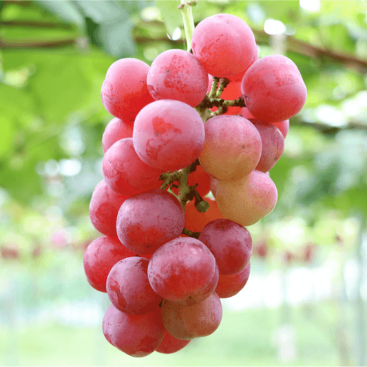 Roman Grapes Seeds