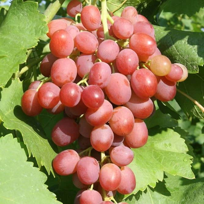 Roman Grapes Seeds