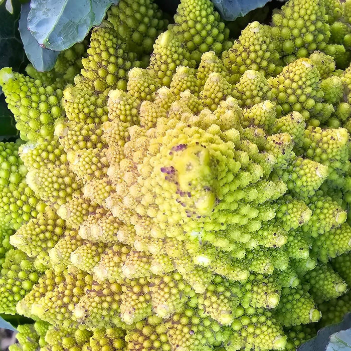 Romanesco Broccoli Seeds - Vegetable Plant