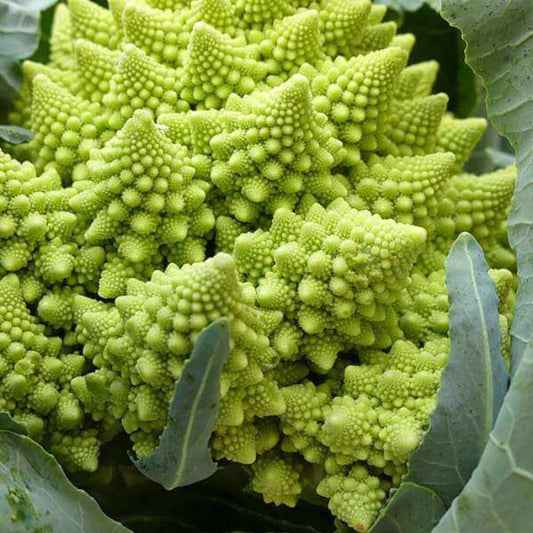 Romanesco Broccoli Seeds - Vegetable Plant