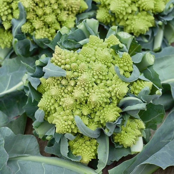 Romanesco Cauliflower Seeds