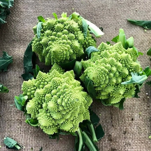 Romanesco Cauliflower Seeds