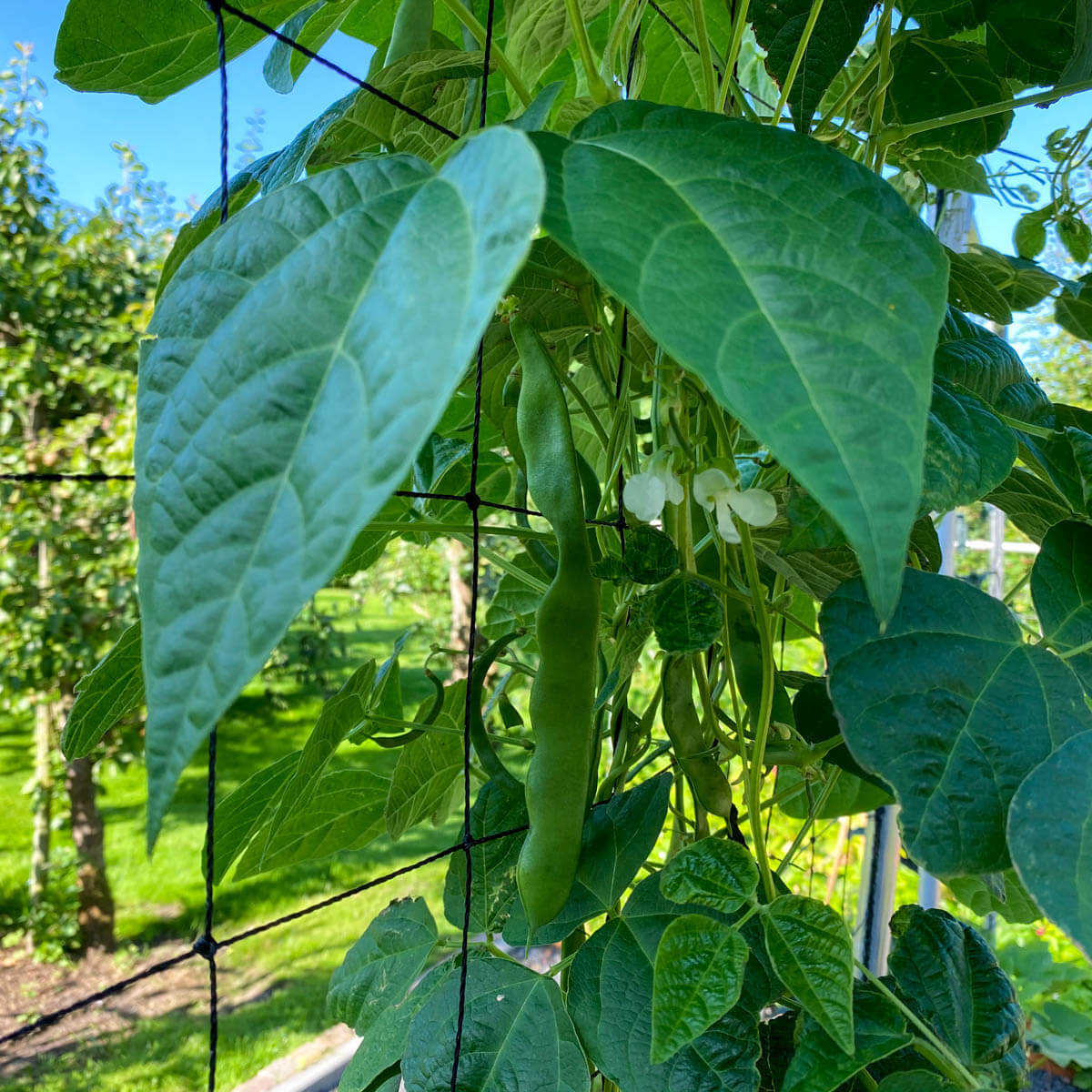 Romano Pole Bean Seeds