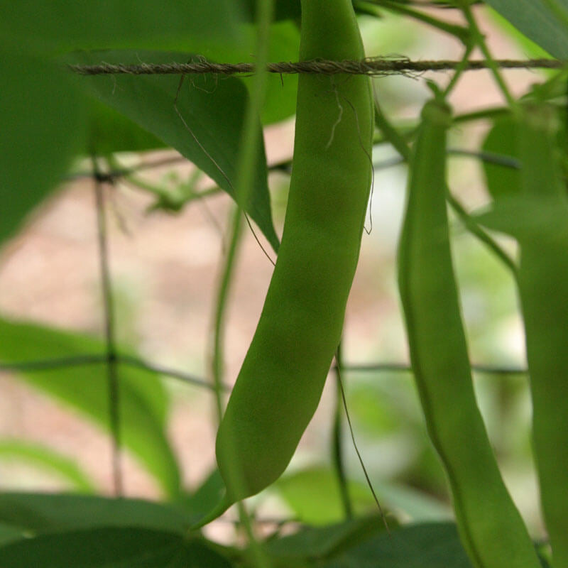 Romano Pole Bean Seeds
