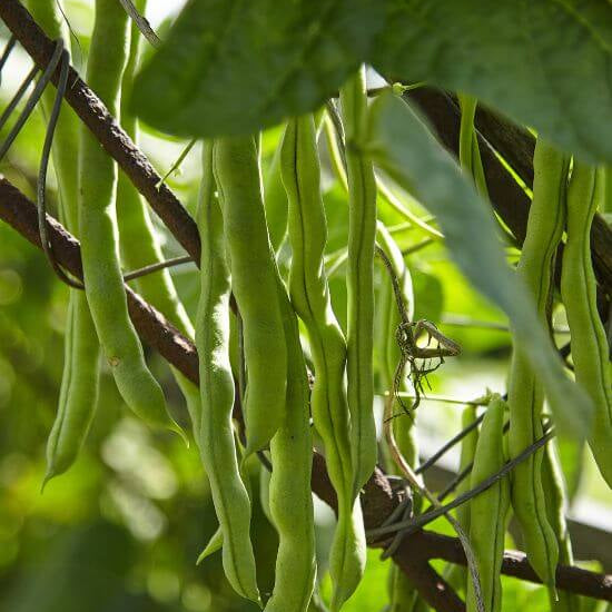 Romano Pole Bean Seeds
