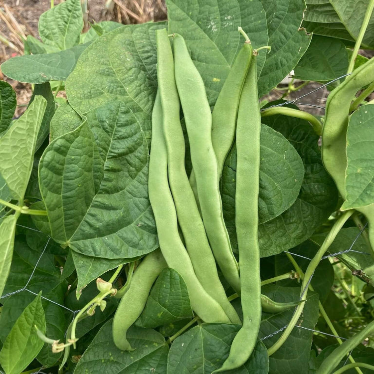 Romano Pole Bean Seeds