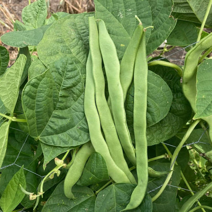 Romano Pole Bean Seeds