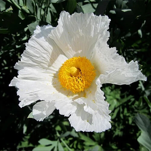 Romneya coulteri Poppy Seeds 