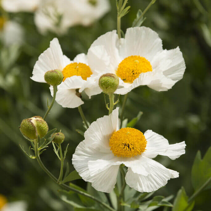 Romneya coulteri Poppy Seeds 