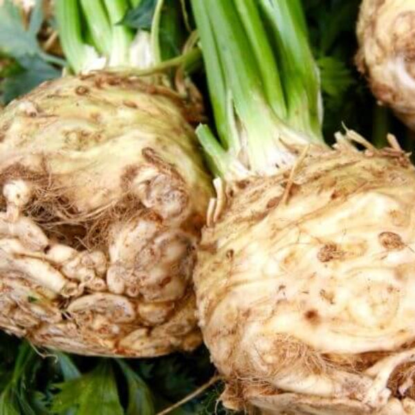 Root Celeriac Seeds 