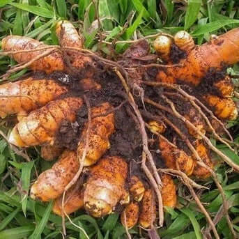 Root Turmeric Seeds