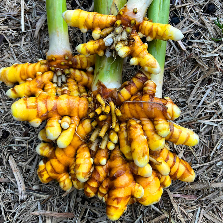 Root Turmeric Seeds