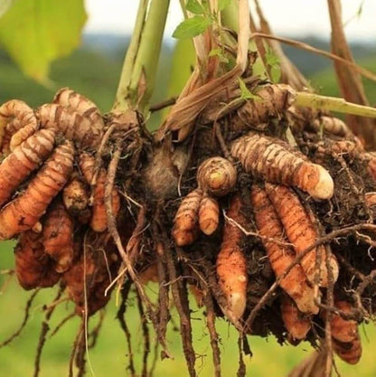 Root Turmeric Seeds