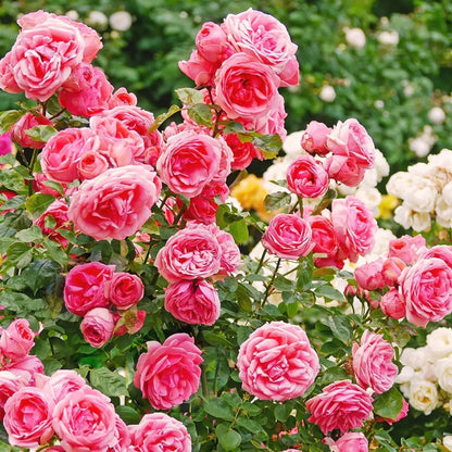 Rosa Bush Vine Climber