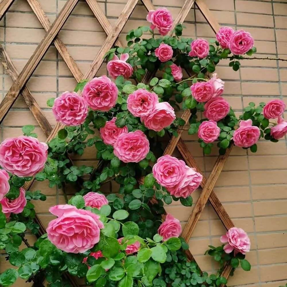 Rosa Bush Vine Climber
