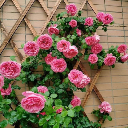 Rosa Bush Vine Climber