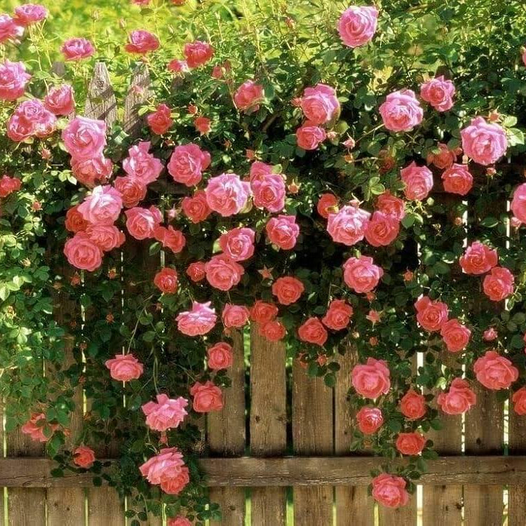 Rosa Bush Vine Climber