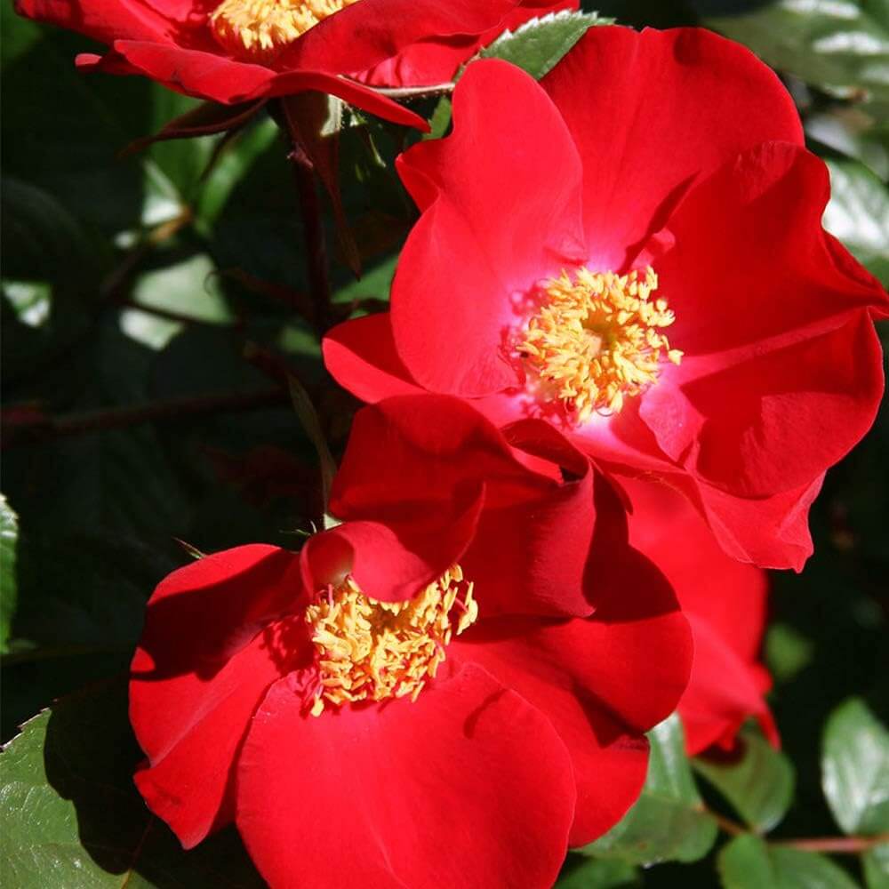 Rosa Rugosa Seeds - Flower Plant