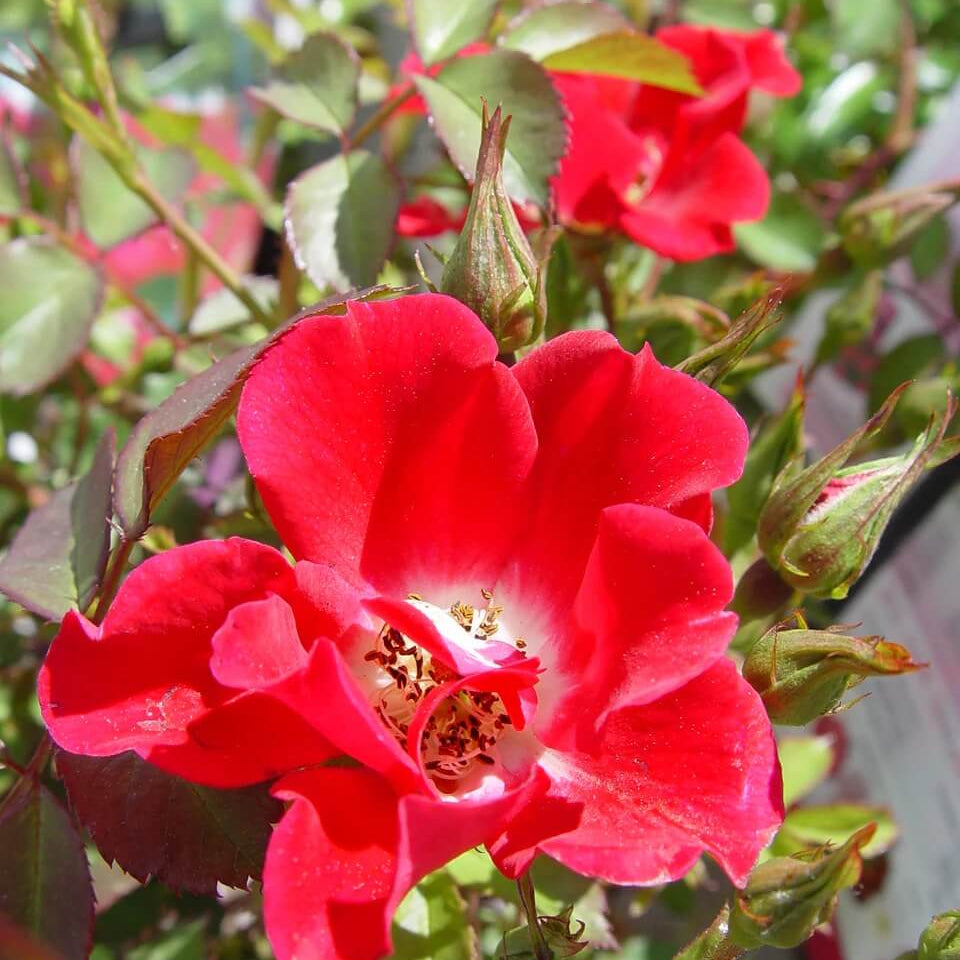 Rosa Rugosa Seeds - Flower Plant